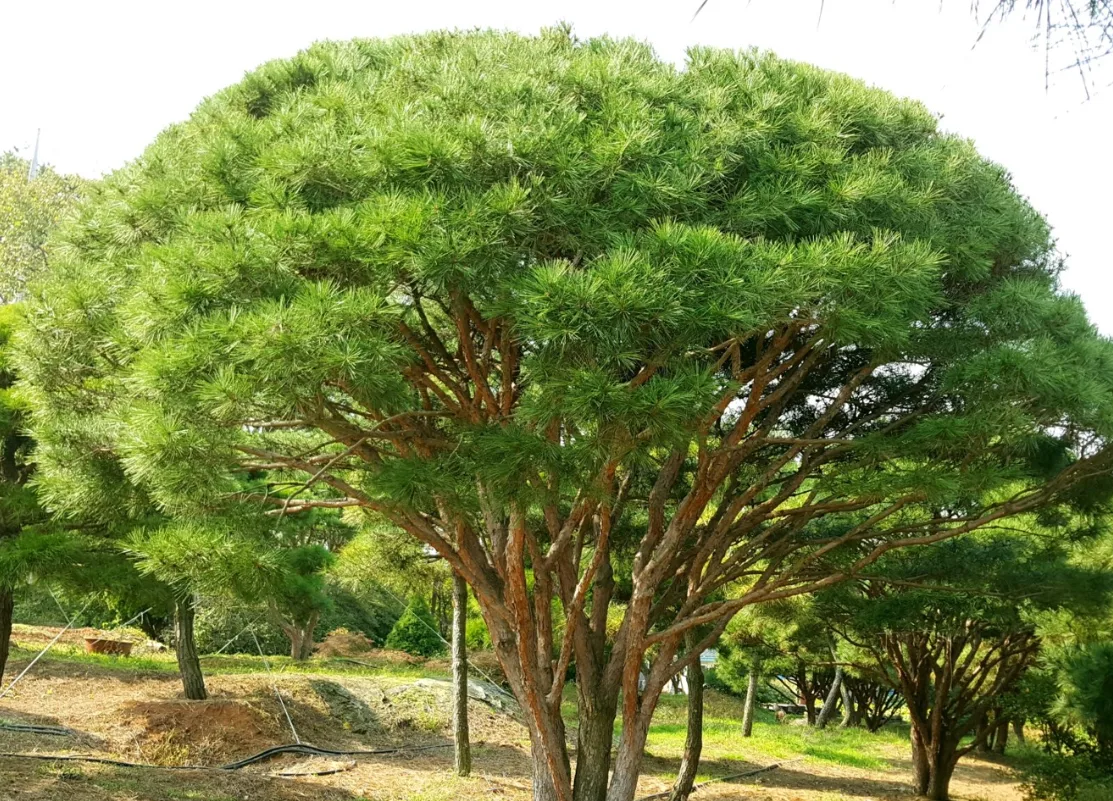 반송